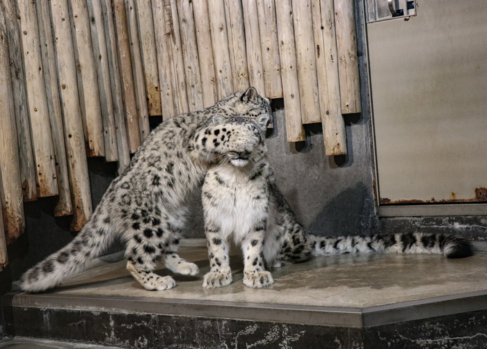 Угадай, кто?