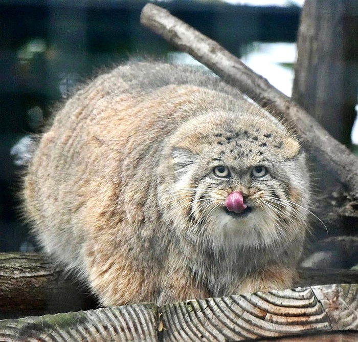  ,   ., 