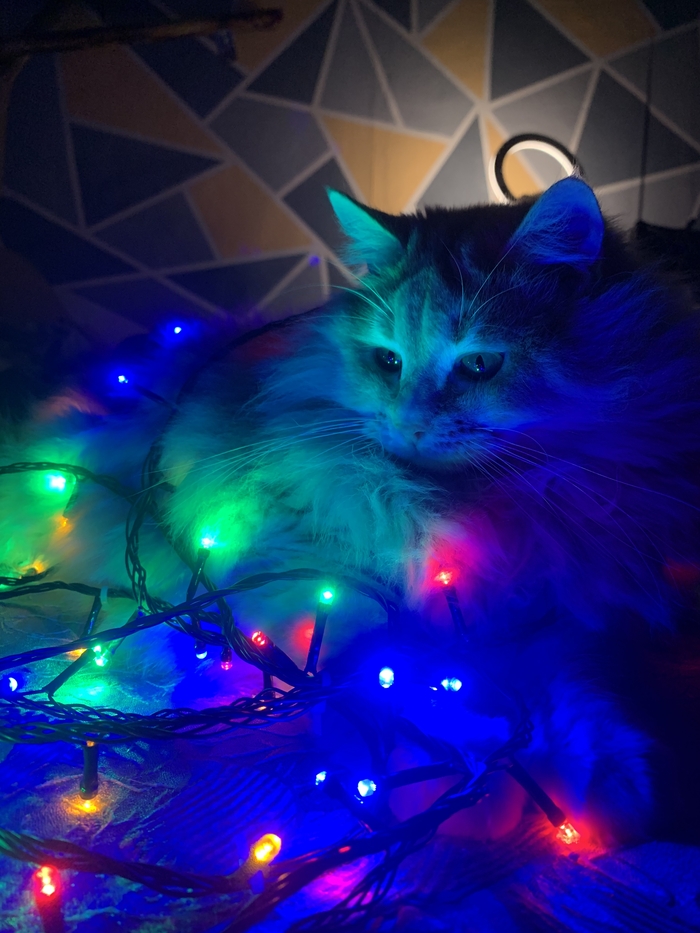 Новогодняя мурлыка