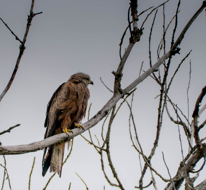  Fujifilm XT-4,  Fujifilm 70-300mm+ 1,4 . 