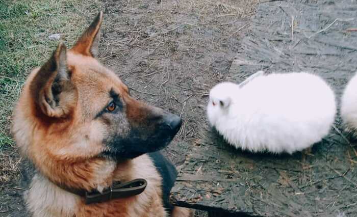 ��� ��� ��� ���, �������