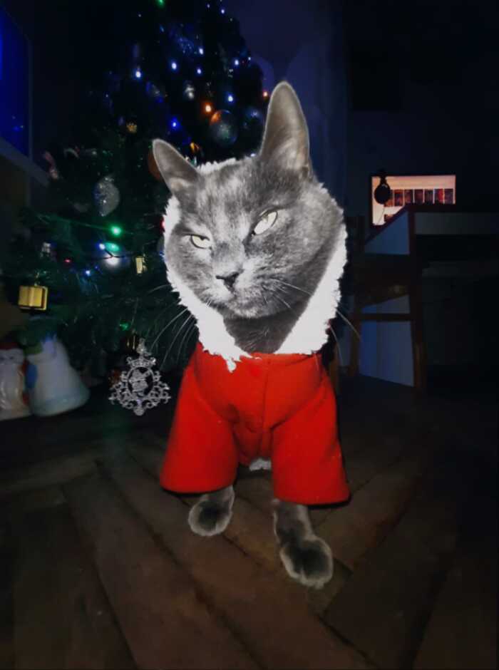 Я король солнце