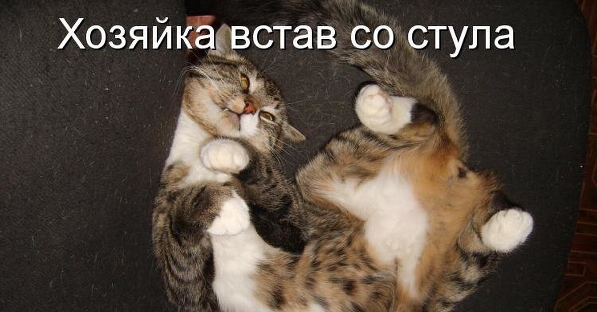 Котик в шоке!!!! | Пикабу