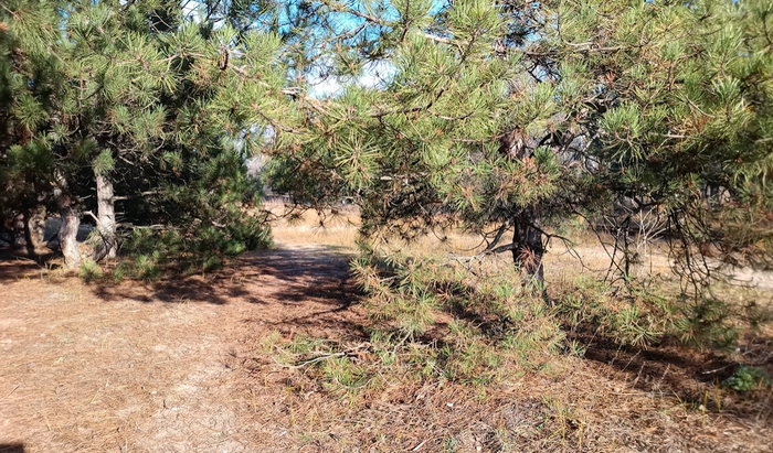 ���� �� Fossibot DT2