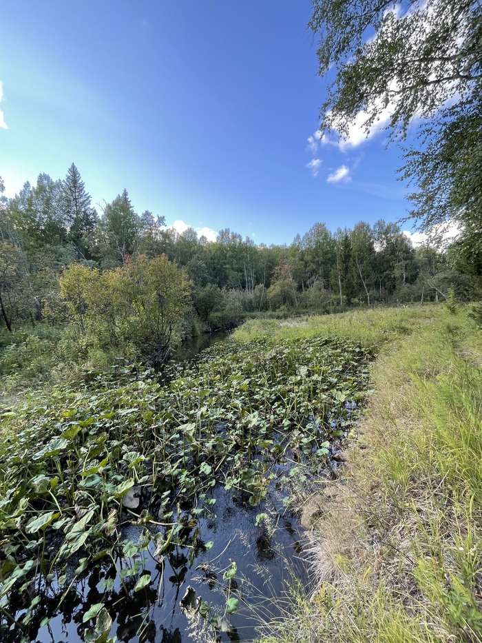 Начало болотистой местности