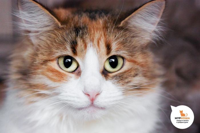 Кошечка Сюита найдена на улице, поначалу робела.