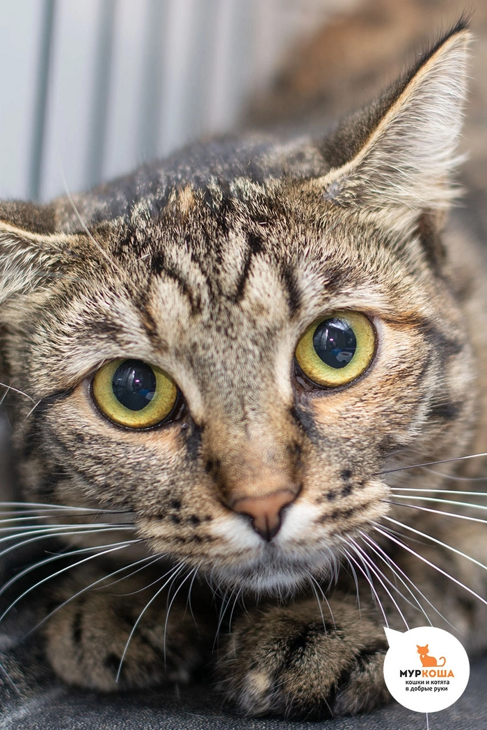 Кошечка Лагуэрта приехала с домашней передержки, с незнакомыми немножко стесняется вначале.