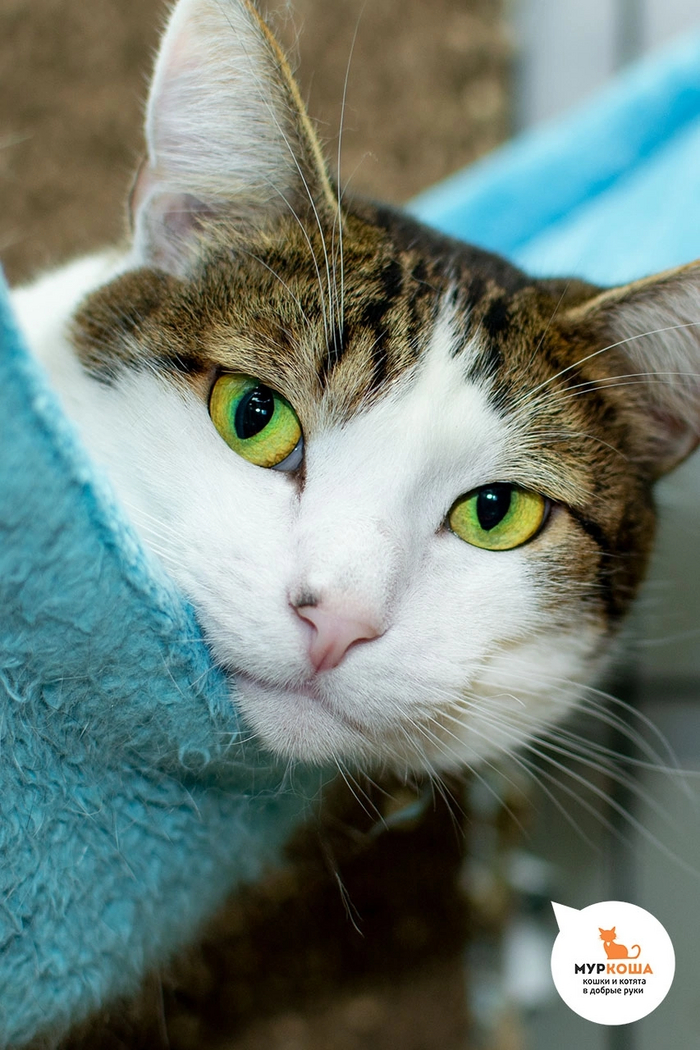 Котик Хариус найден на улице вместе с котиком Фариусом.