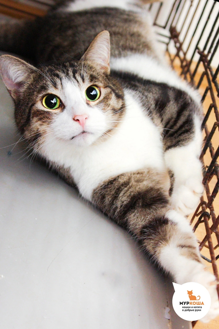 Котик Фариус найден на улице вместе с котиком Хариусом.