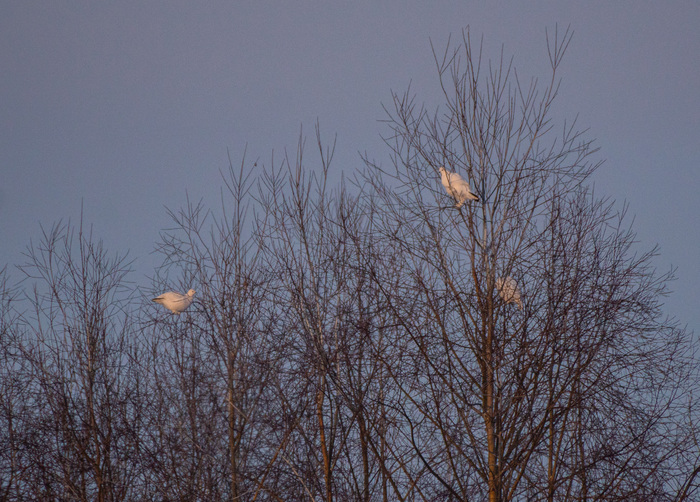 Куропатки ваще Оборзели! Прямо в посёлке топчутся