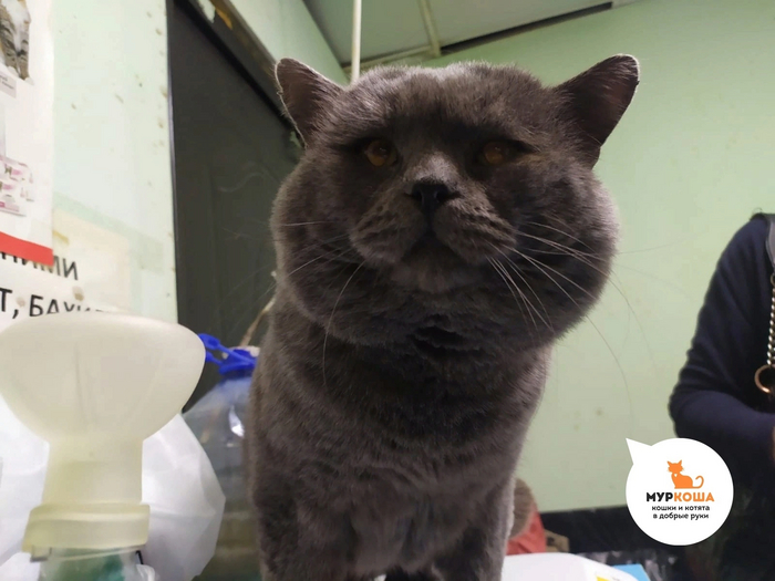 Неравнодушные люди привезли его в "Муркошу" для поиска дома.