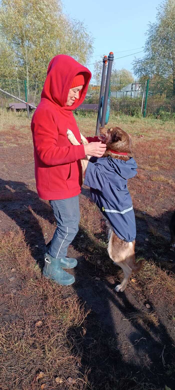 Жизнь приютских собак | Пикабу