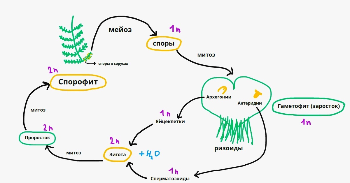 Папоротники ЕГЭ. Жизненный цикл папоротника ЕГЭ. Жизненный цикл папоротника ЕГЭ биология. Папоротники ЕГЭ биология.
