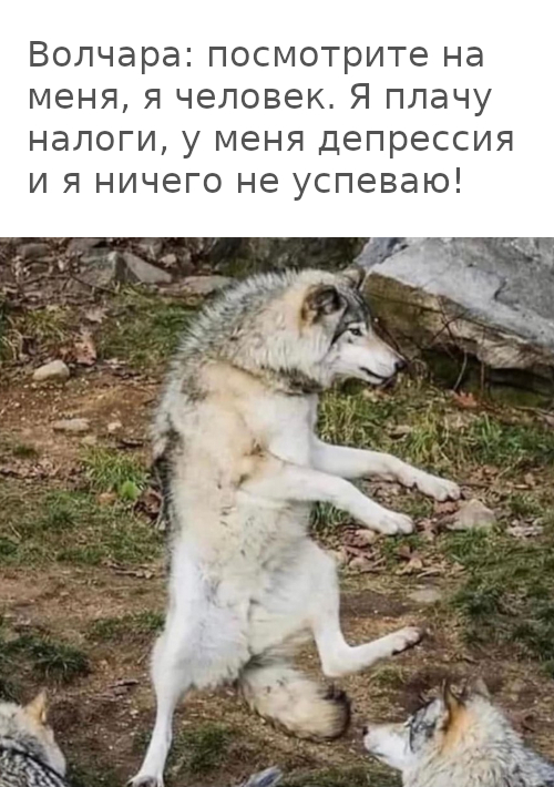 Волчара