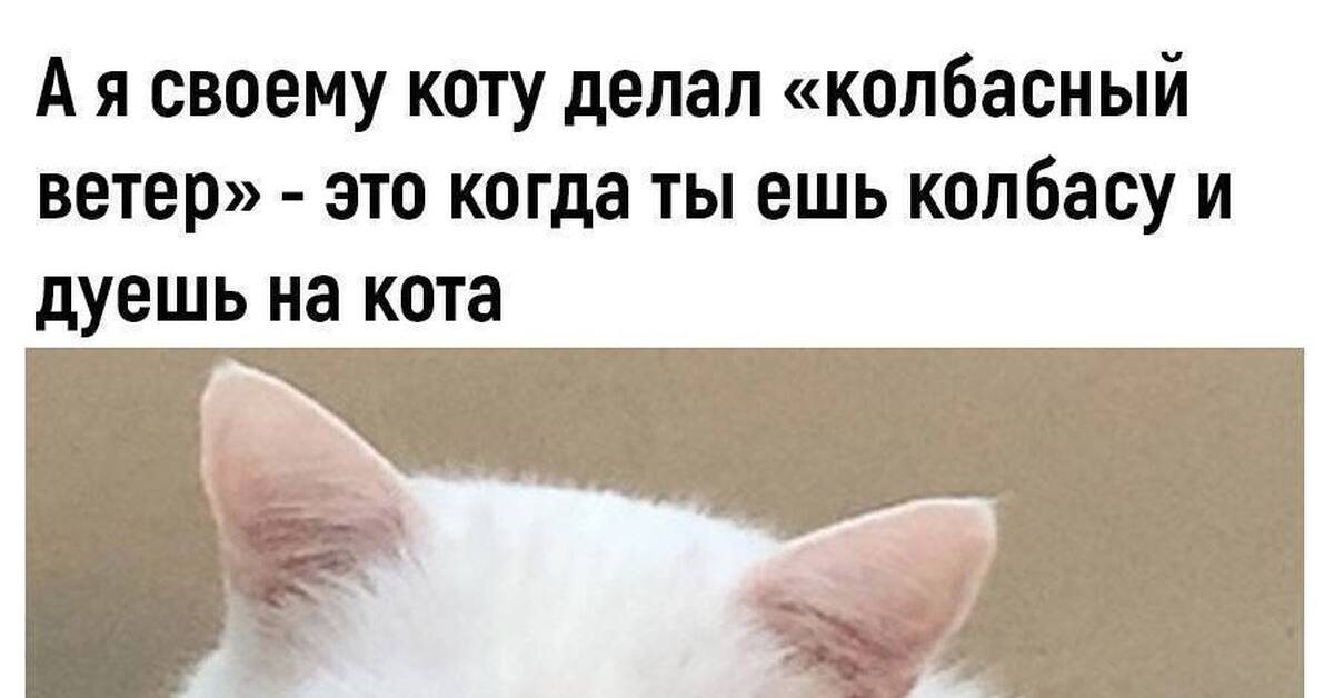 Включи на повтор котиков