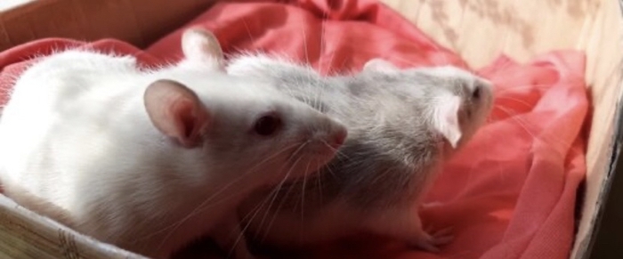 ��� ������ ����� ���������?