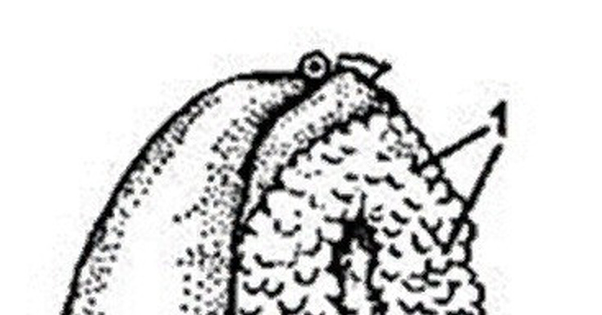 Ботаника.плоды. семена. егэ по биологии | Пикабу