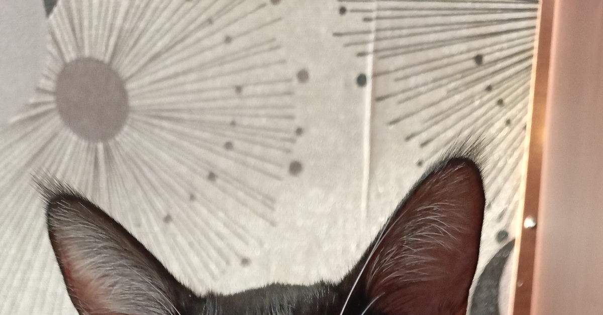 С Новым годом и Рождеством.Котик Мурзик поздравляет | Пикабу