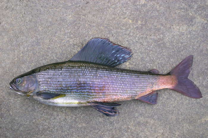 <a href="https://pikabu.ru/story/ryibyi_altaya_10998842?u=https%3A%2F%2Fru.wikipedia.org%2Fwiki%2F%25D0%25A1%25D0%25B8%25D0%25B1%25D0%25B8%25D1%2580%25D1%2581%25D0%25BA%25D0%25B8%25D0%25B9_%25D1%2585%25D0%25B0%25D1%2580%25D0%25B8%25D1%2583%25D1%2581&t=%D0%A1%D0%B8%D0%B1%D0%B8%D1%80%D1%81%D0%BA%D0%B8%D0%B9%20%D1%85%D0%B0%D1%80%D0%B8%D1%83%D1%81&h=45fffc79ba3fc09c65f3876b7c0fba5a794607ca" title="https://ru.wikipedia.org/wiki/%D0%A1%D0%B8%D0%B1%D0%B8%D1%80%D1%81%D0%BA%D0%B8%D0%B9_%D1%85%D0%B0%D1..." target="_blank" rel="nofollow noopener"> </a>