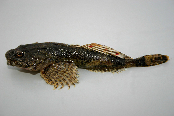 <a href="https://pikabu.ru/story/ryibyi_altaya_10998842?u=http%3A%2F%2Fnature.sfu-kras.ru%2Fnode%2F46&t=%D0%A1%D0%B8%D0%B1%D0%B8%D1%80%D1%81%D0%BA%D0%B8%D0%B9%20%D0%BF%D0%BE%D0%B4%D0%BA%D0%B0%D0%BC%D0%B5%D0%BD%D1%89%D0%B8%D0%BA&h=8ac3aae438530e8c53a5655cca30df22f2fda162" title="http://nature.sfu-kras.ru/node/46" target="_blank" rel="nofollow noopener"> </a>