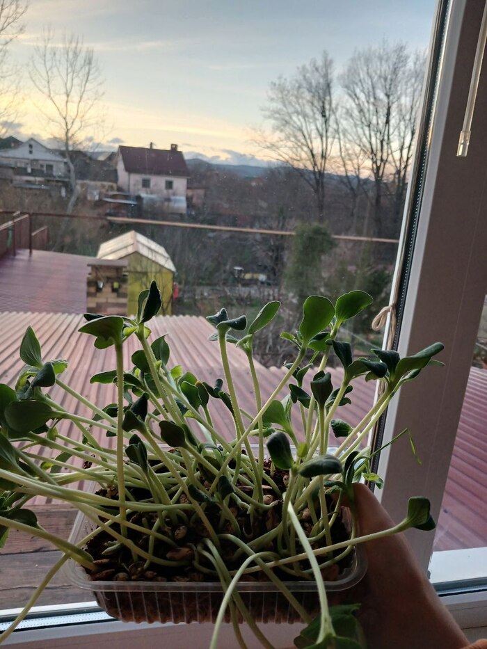 ������� ��������