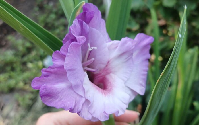 ����� ��� �������