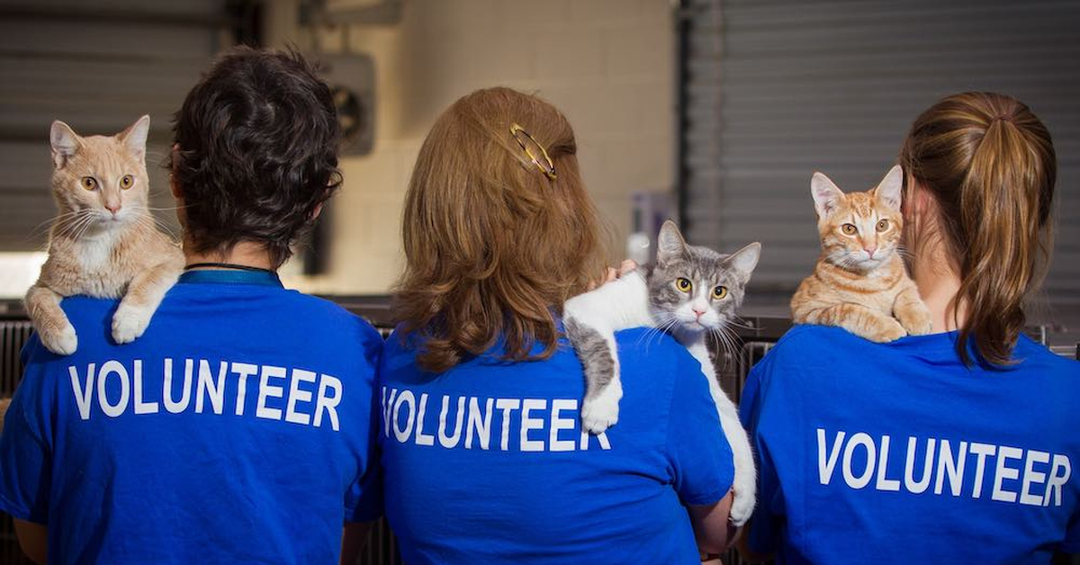 Спонсора приюта. Волонтеры и животные. Волонтеры с животными. Волонтеры в приюте для животных. Волонтерство животные.