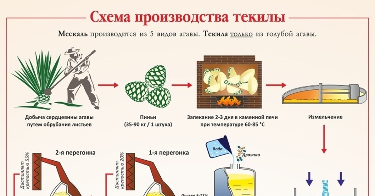 Этапы производства текилы