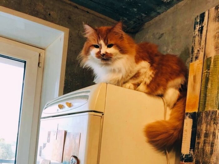 Носится по дому и везде лазиет, как котенок, весом ... в 6 кило!