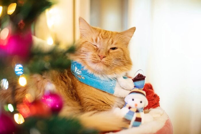 Дорогие Муркошевцы, поздравляю вас с Новым Годом и Рождеством!