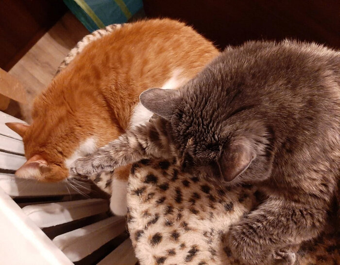 Мявчик тоже предпочитает поспать.