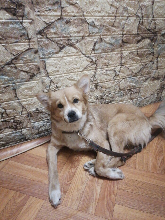 Дети захотели собаку