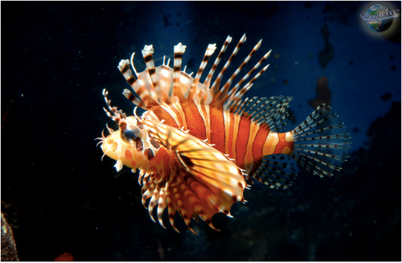 -, -    (Pterois volitan):     , , ,  , ,  ,  , 