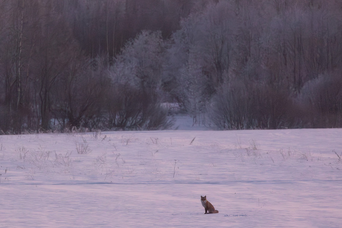 P.S. Вот в такой компании я встречал рассвет
