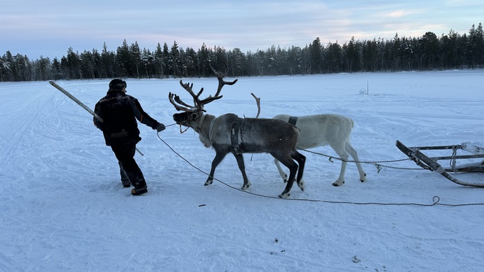 Северные олени у села Ловозеро