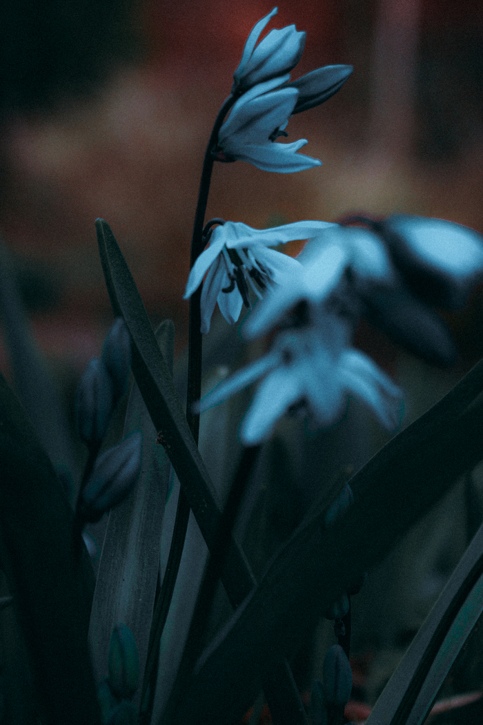 Пролеска двулистная | Пикабу