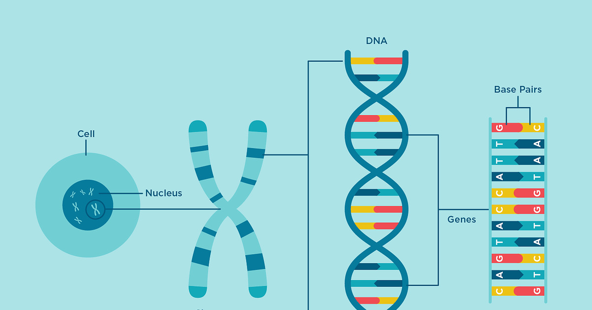 Другое название днк. Строение ДНК хромосомы гены. ДНК хромосомы гены схема. Гены хромосомы геном. Хромосома ДНК ген схема.