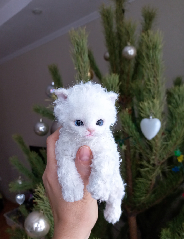 Милый кудрявый котенок.