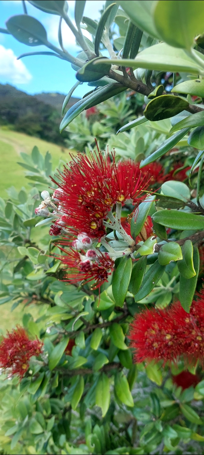 А это Похутукава