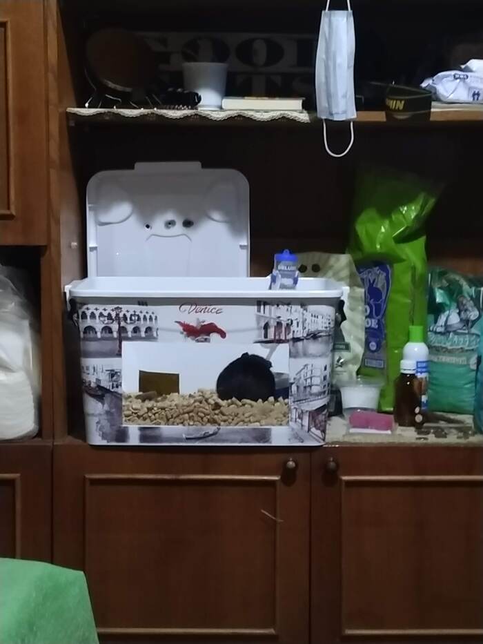 Его величество кушоет