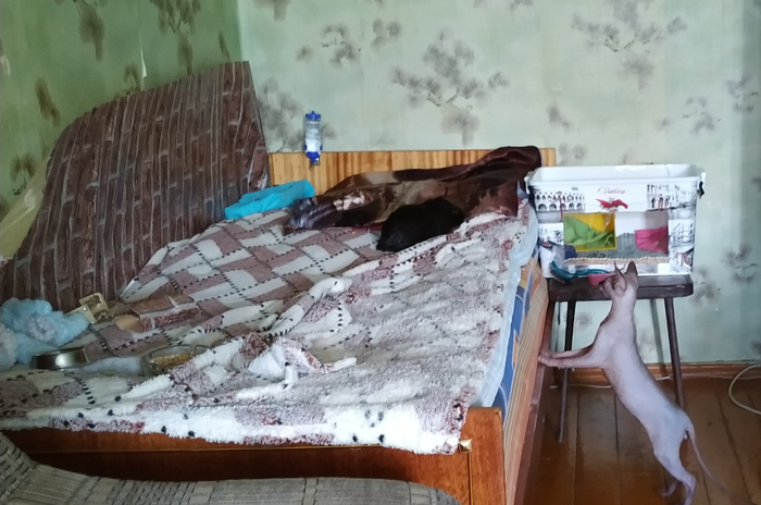 Желтый домик внутри контейнера как ступенька. Сфинкс интересуется у Хомяка по поводу шерсти.