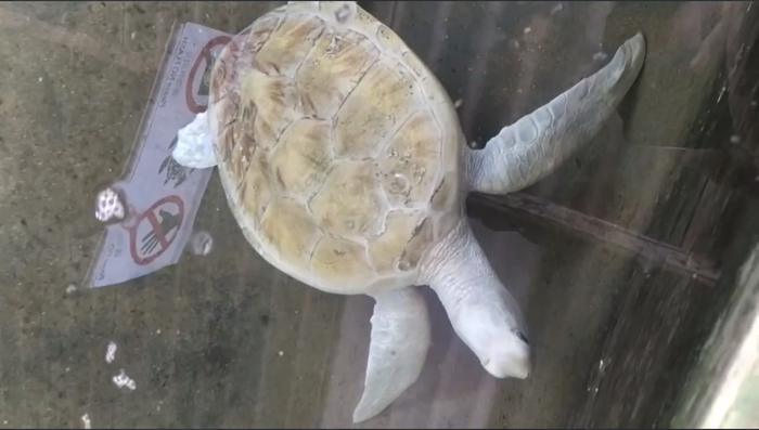 Черепаха альбинос