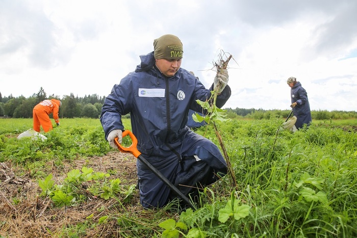 борьба с борщевиком в Кургальском заказнике