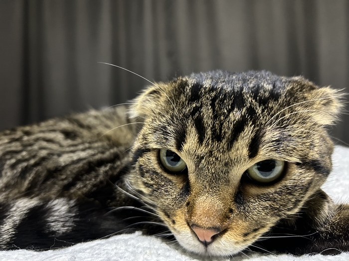 Пушистый хищник