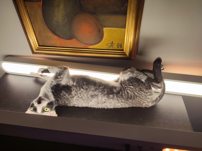 Лампы от Xiaomi стали кошачьим "солярием", здесь они греют свои шкурки😅😺