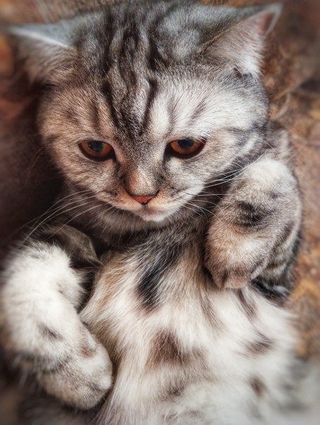 ������� ���������)))