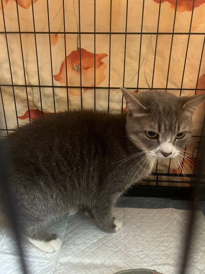 Продолжение поста «Любань. Чей кот? Под машинами третий день. Ласковый, крупный. На улице ниже минус 20» Любань, Потеряшка, Кот, Без рейтинга, Ленинградская область, Санкт-Петербург, Видео, Вертикальное видео, Найден кот, Ответ на пост, Длиннопост