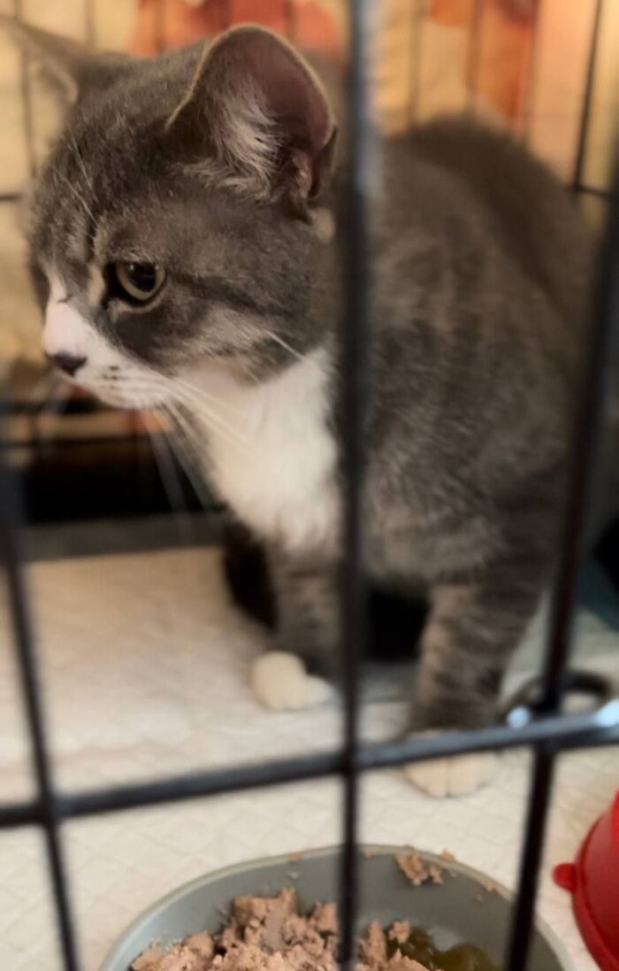 Продолжение поста «Любань. Чей кот? Под машинами третий день. Ласковый, крупный. На улице ниже минус 20» Любань, Потеряшка, Кот, Без рейтинга, Ленинградская область, Санкт-Петербург, Видео, Вертикальное видео, Найден кот, Ответ на пост, Длиннопост