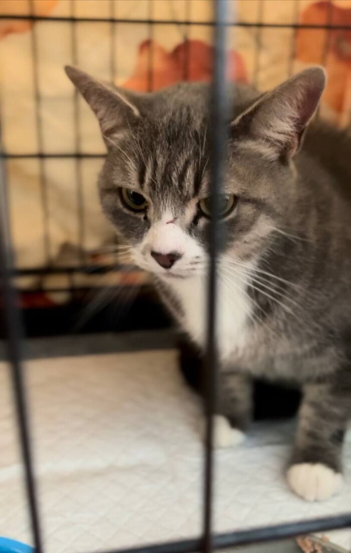 Продолжение поста «Любань. Чей кот? Под машинами третий день. Ласковый, крупный. На улице ниже минус 20» Любань, Потеряшка, Кот, Без рейтинга, Ленинградская область, Санкт-Петербург, Видео, Вертикальное видео, Найден кот, Ответ на пост, Длиннопост