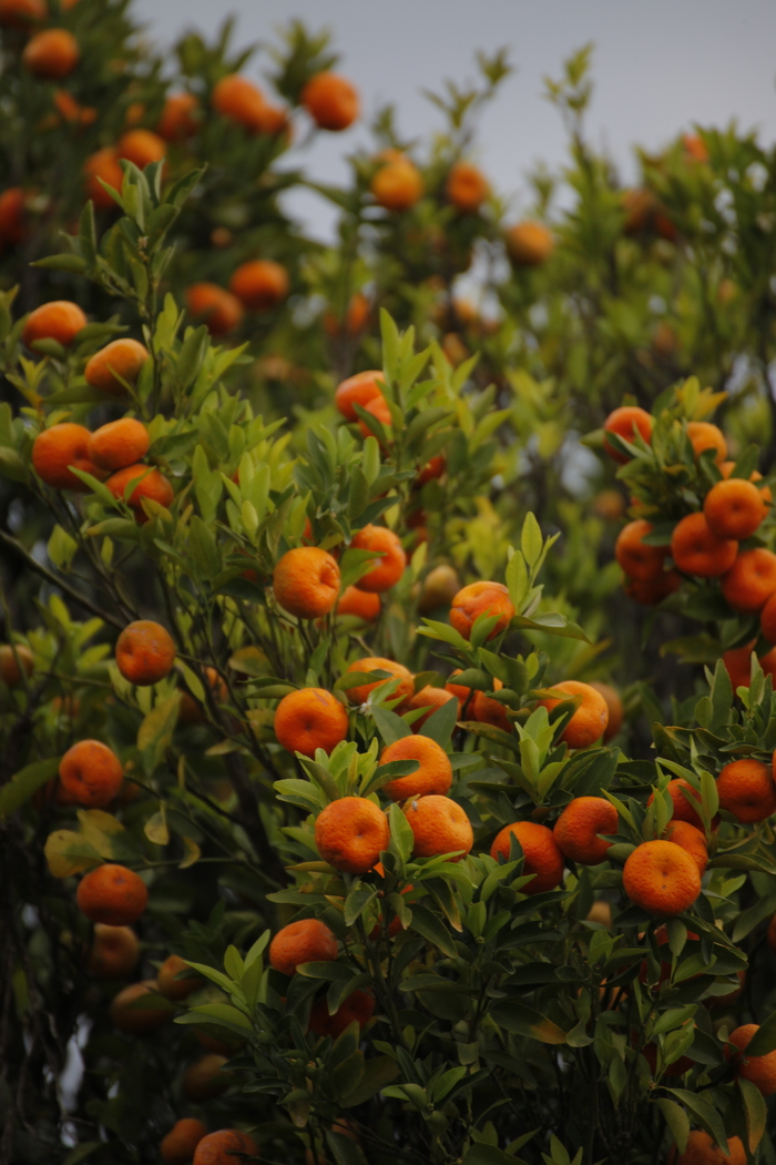 ������������ ������